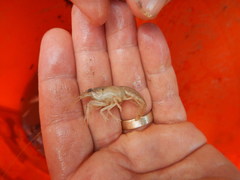 Procambarus simulans