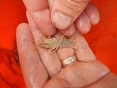 Procambarus simulans