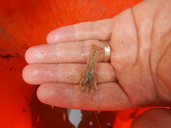 Procambarus simulans