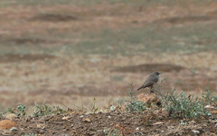 Salpinctes obsoletus