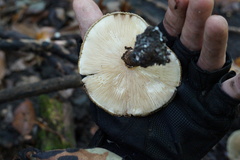 Echinoderma hystrix