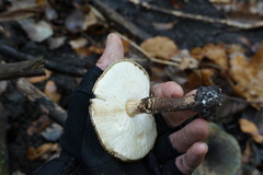 Echinoderma hystrix