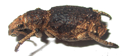 Microcerinae