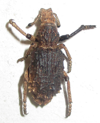 Microcerinae