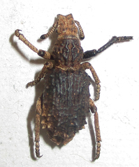 Microcerinae