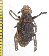 Microcerinae