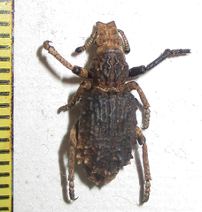 Microcerinae