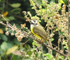 Phelpsia inornata