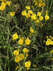Inula linariifolia