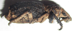 Microcerinae