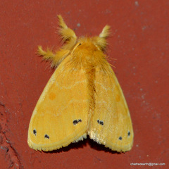 Artaxa guttata