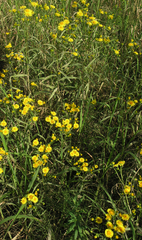 Inula linariifolia