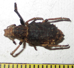Microcerinae