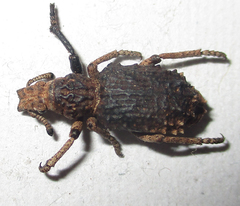 Microcerinae