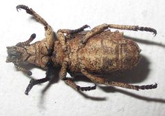 Microcerinae