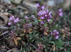 Thymus punctulosus