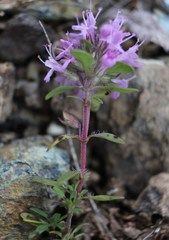 Thymus punctulosus