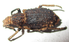 Microcerinae
