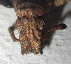 Microcerinae