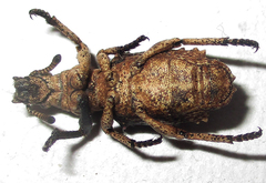 Microcerinae