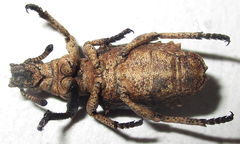 Microcerinae