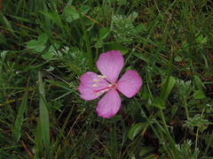 Oenothera deserticola