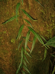 Philodendron chinchamayense