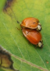 Harmonia axyridis