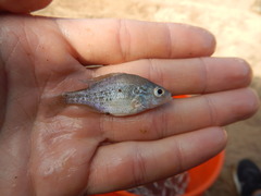 Lepomis humilis
