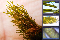 Cladophora prolifera