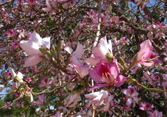 Bauhinia variegata variegata