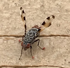 Pseudotephritis vau