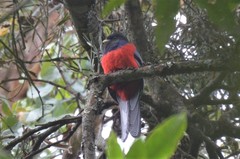 Apaloderma vittatum