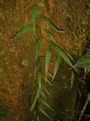 Philodendron chinchamayense