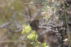 Cercyonis oetus