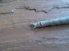Parallelia bistriaris