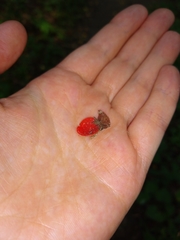 Sarcoscypha occidentalis