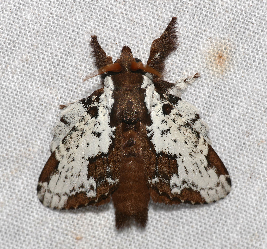 Euglyphis braganza