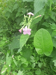Nicotiana × sanderi