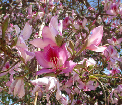 Bauhinia variegata variegata
