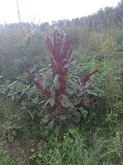 Amaranthus hypochondriacus