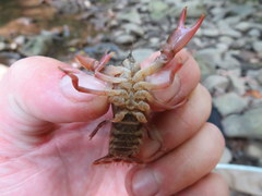 Cambarus dubius
