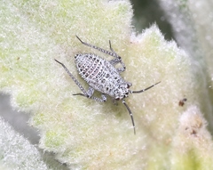 Pseudopsallus angularis