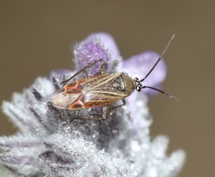 Pseudopsallus angularis