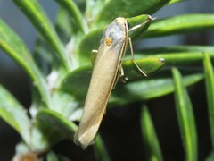 Sozusa scutellata