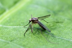 Aedes trivittatus