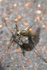 Aedes trivittatus