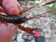 Cambarus dubius