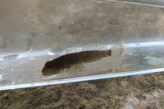 Cottus caeruleomentum
