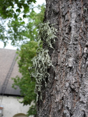 Ramalina fraxinea